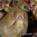 eel_moray_giant_nr_h_0705_png0999.jpg